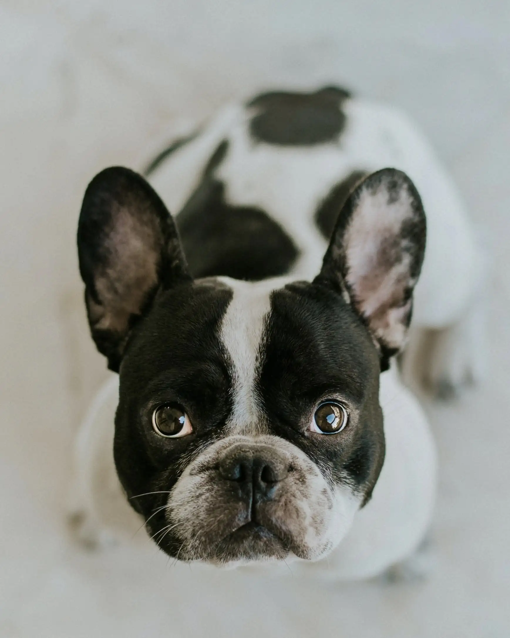 Portrait Image of My Dog